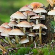 mag-dried-morel-mushroom (3)